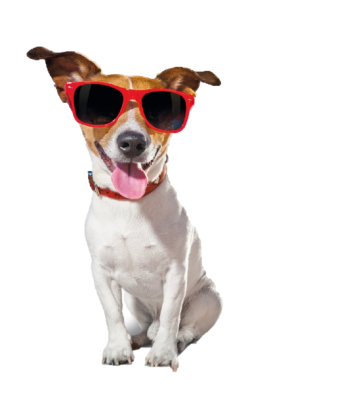 Hunde – Futter, Spielzeug & Zubehör für den...