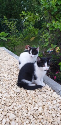 Katzen – Zubehör, Futter & Spielzeug für den...