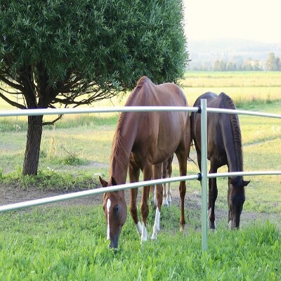 Paddock, Koppel & Weidezaun kaufen – sichere...