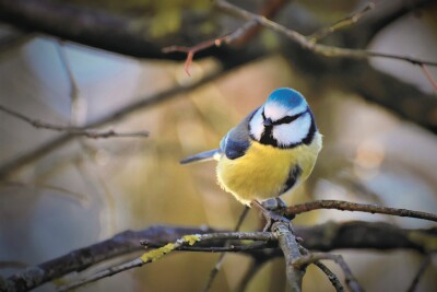 Vogelfutter für Wildvögel – Artgerechte...