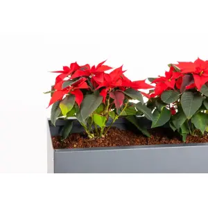 Outdoor-Regal Stabgitterzaun Steingrau RAL 7030